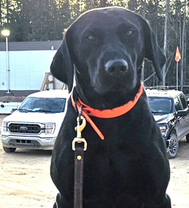 Black Labrador detection dog on leash at industrial worksite